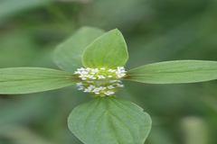 Mitracarpus villosus